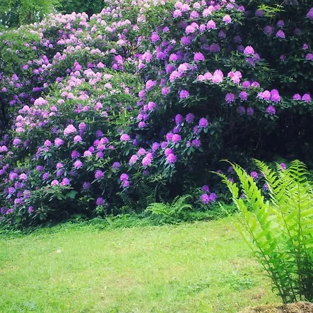 Brodthage, App. 4 Walkenried