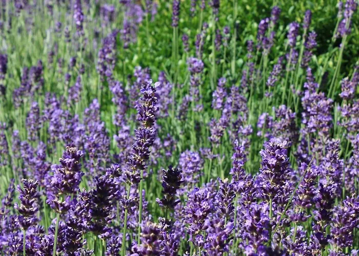 Διαμέρισμα Brodthage, App. 4